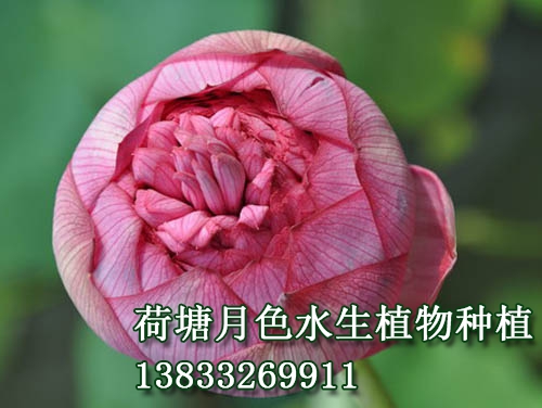 　　花蕾长桃型，玫瑰红色。花粉红色，花径20--23			

cm，着花较密。花边开边落，单朵花期达十天以上。			

　　千瓣型。雌蕊全部瓣化。该品种为传统品种，常			

出现双花心、三花心、四花心等花态。			
